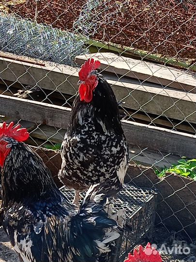 Продам петуха, 11мес, порода Австралоп