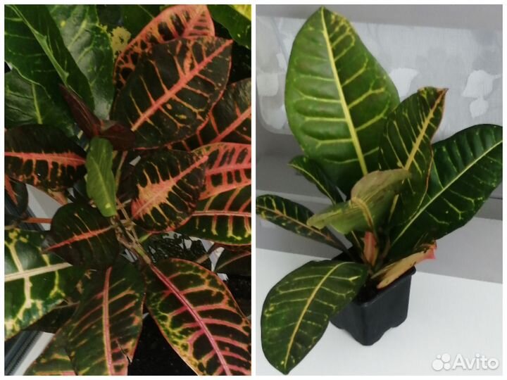 Кодиеум кротон