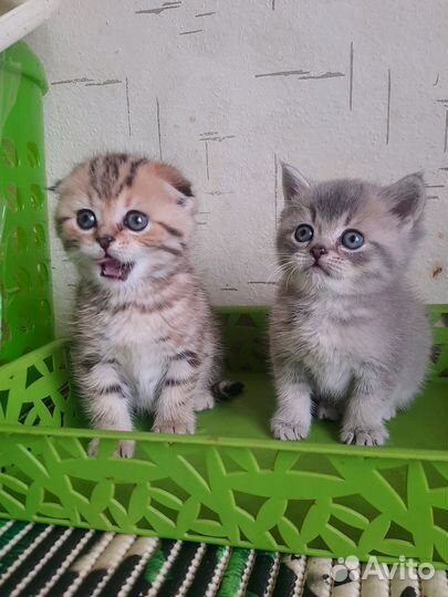 Шикарный британец