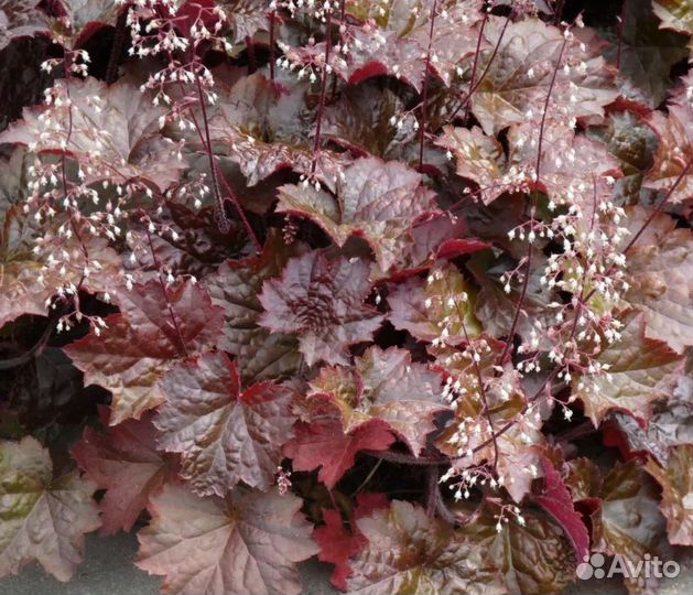 Гейхера, астильба, лилейник, почвопокровные