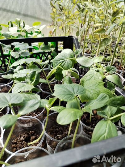 Рассада овощей, дынь, арбузов