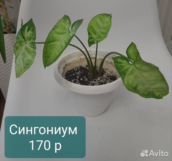 Сингониум