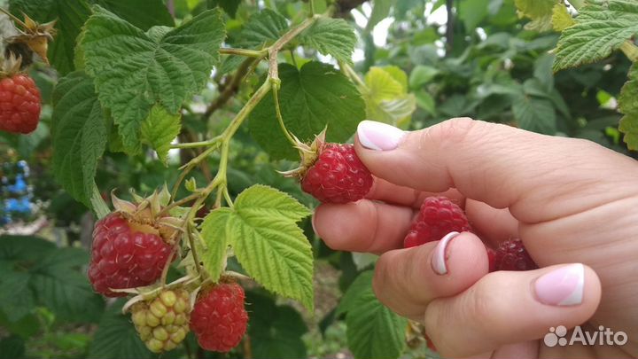 Малина свежая