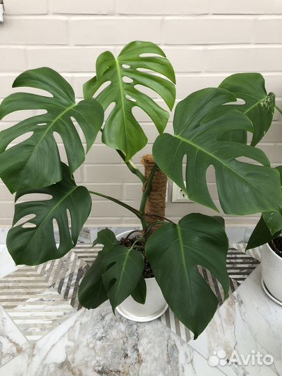 Монстера Делициоза (Monstera Deliciosa)