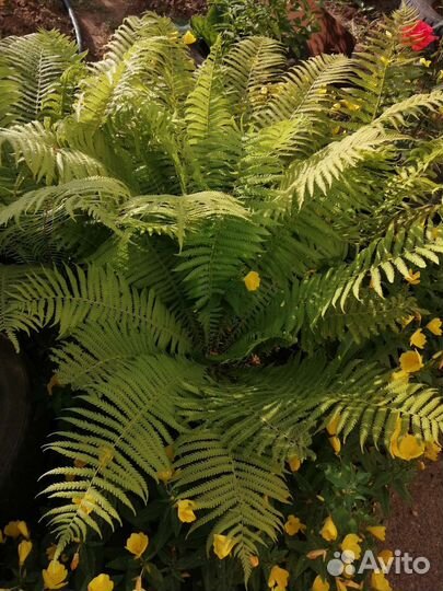 Цветы многолетние. разные