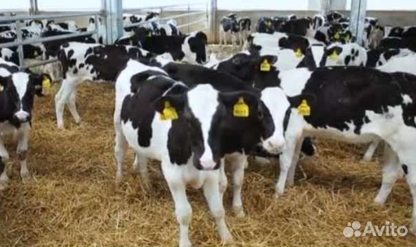 Бычки телята