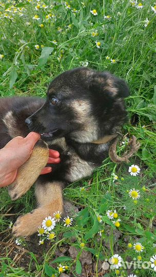 Собака 8 месяцев
