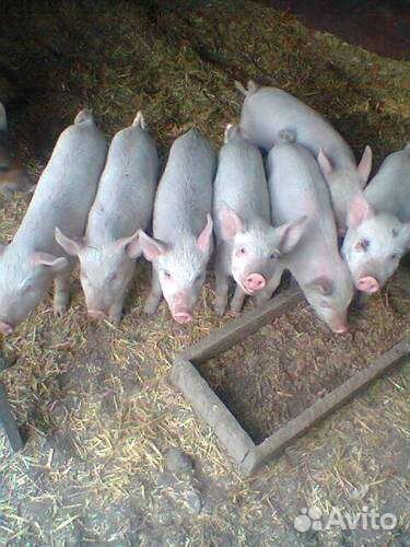 Поросята
