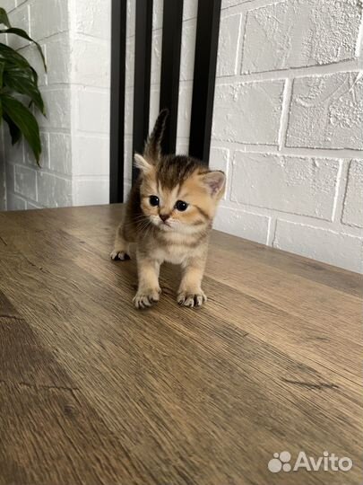 Шотландская