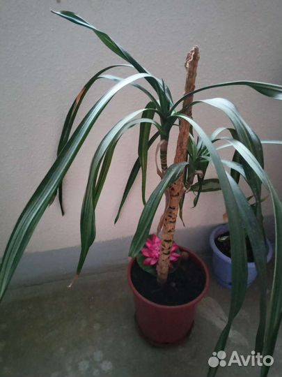 Комнатные цветы