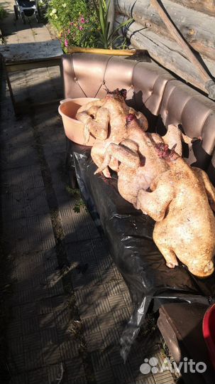 Тушка индейки