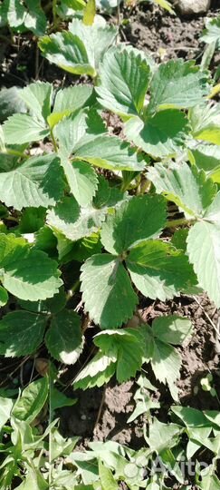 Рассада клубники усы