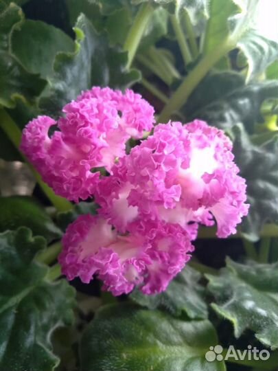 Сортовые фиалки листики,детки