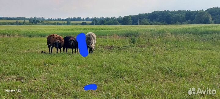 Овцы,бараны ягнята романовское-курдюшные помесь