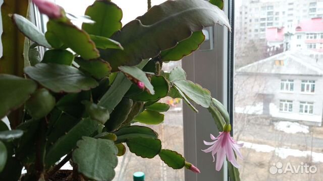 Зигокактус (шлюмбергера)