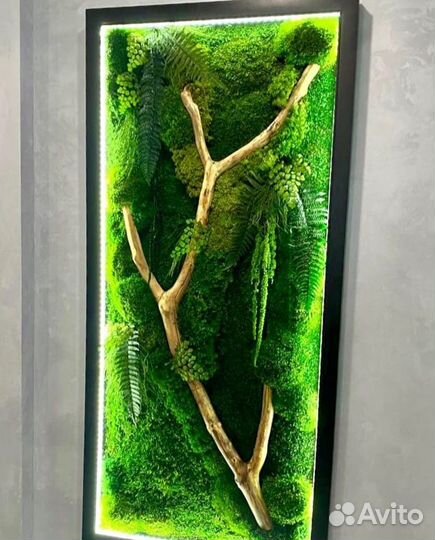Мох. Озеленение. Декор. Фитостена