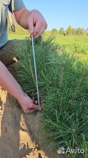 Саженцы ели европейской окс