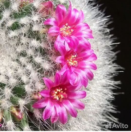 Кактус Mammillaria woodsii (семена)