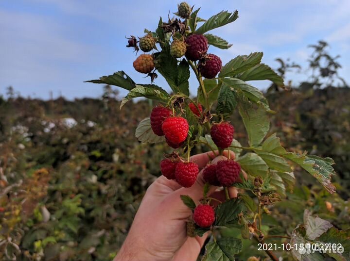 Саженцы малины Маравиллы Маргариты и Энросадиры