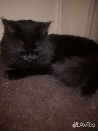 Кошка в дар