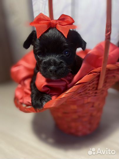 Йоркширский терьер