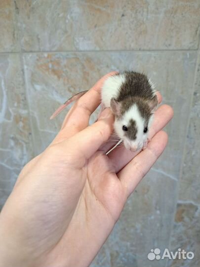 Крысята крысы ручные малыши