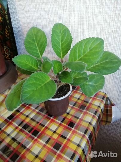 Фиалки красивые цветочки