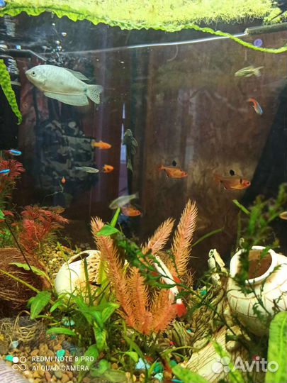 Меченосцы тигровые, гурами