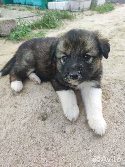 Красивые щенки для охраны двора в хорошие руки