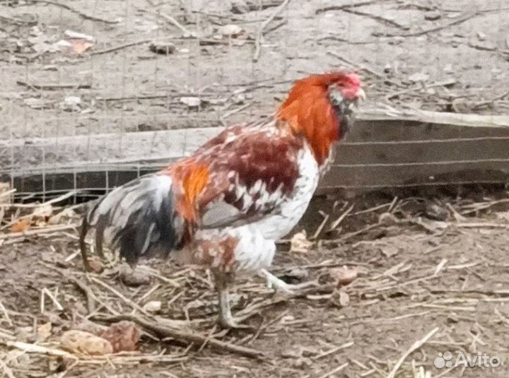 Петух амераукан,продажа или обмен