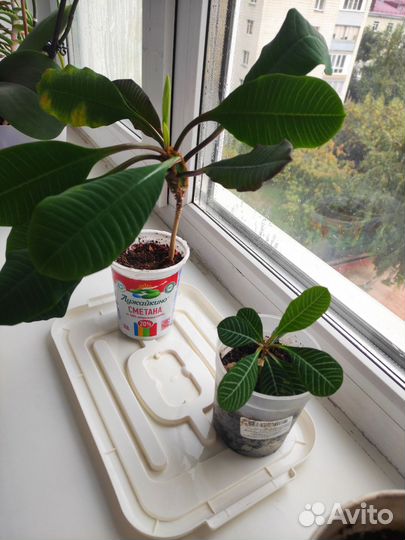 Молочай беложильчатый