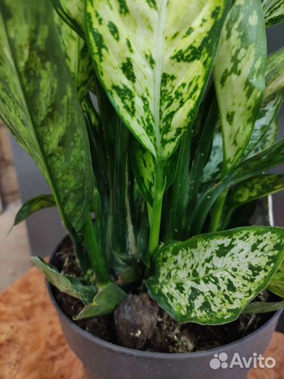 Диффенбахия везувий