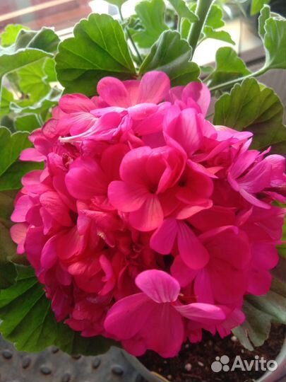 Пеларгония герань сортовая