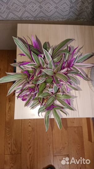 Традесканция Рео розовая