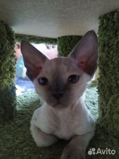 Девчонка голубоглазая блю пойнт девон-рекс