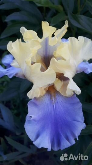 Ирисы сортовые