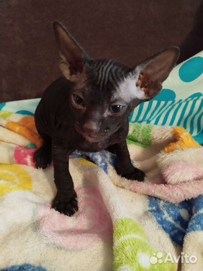 Сфинкс котята