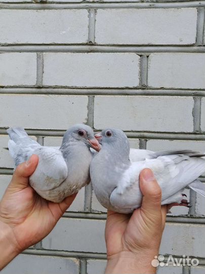 Голуби спортивные серебрянные