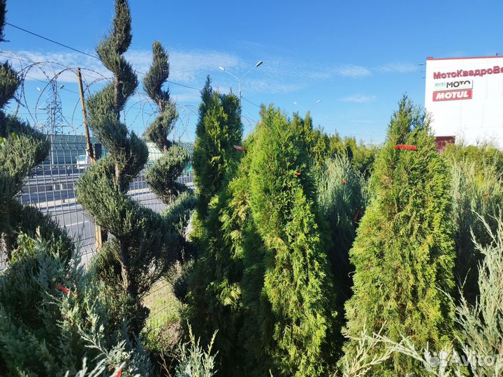 Туи опт мелкий опт