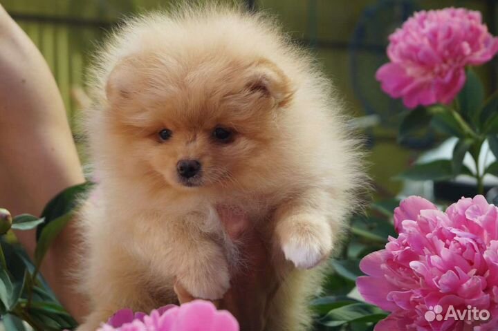 Померанский шпиц большой выбор щенков