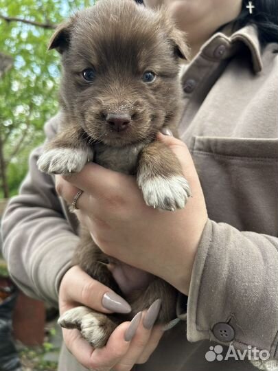 Щенок в добрые руки бесплатно
