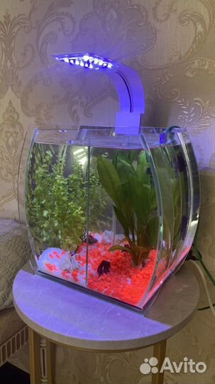 Аквариум