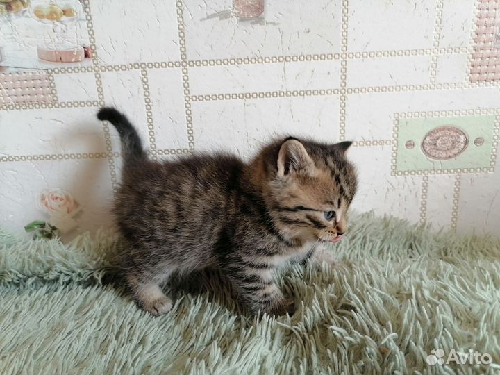 Отдаём милых котят
