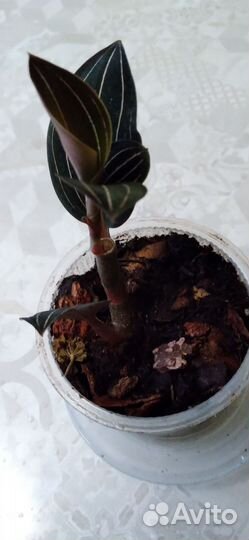 Цветы комнатные разные