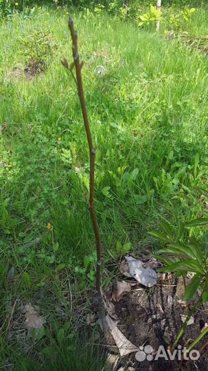 Грецкий орех саженцы