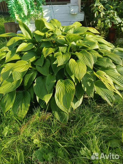 Шикарная хоста