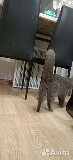 Кот-бегемот на вязку