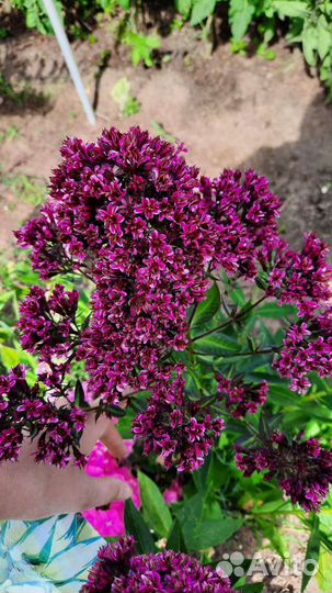 Флоксы сортовые