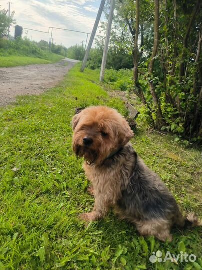 Йоркширский терьер