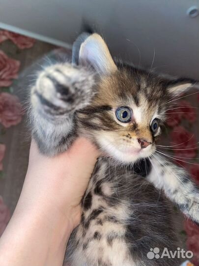 Котята мейн-кун